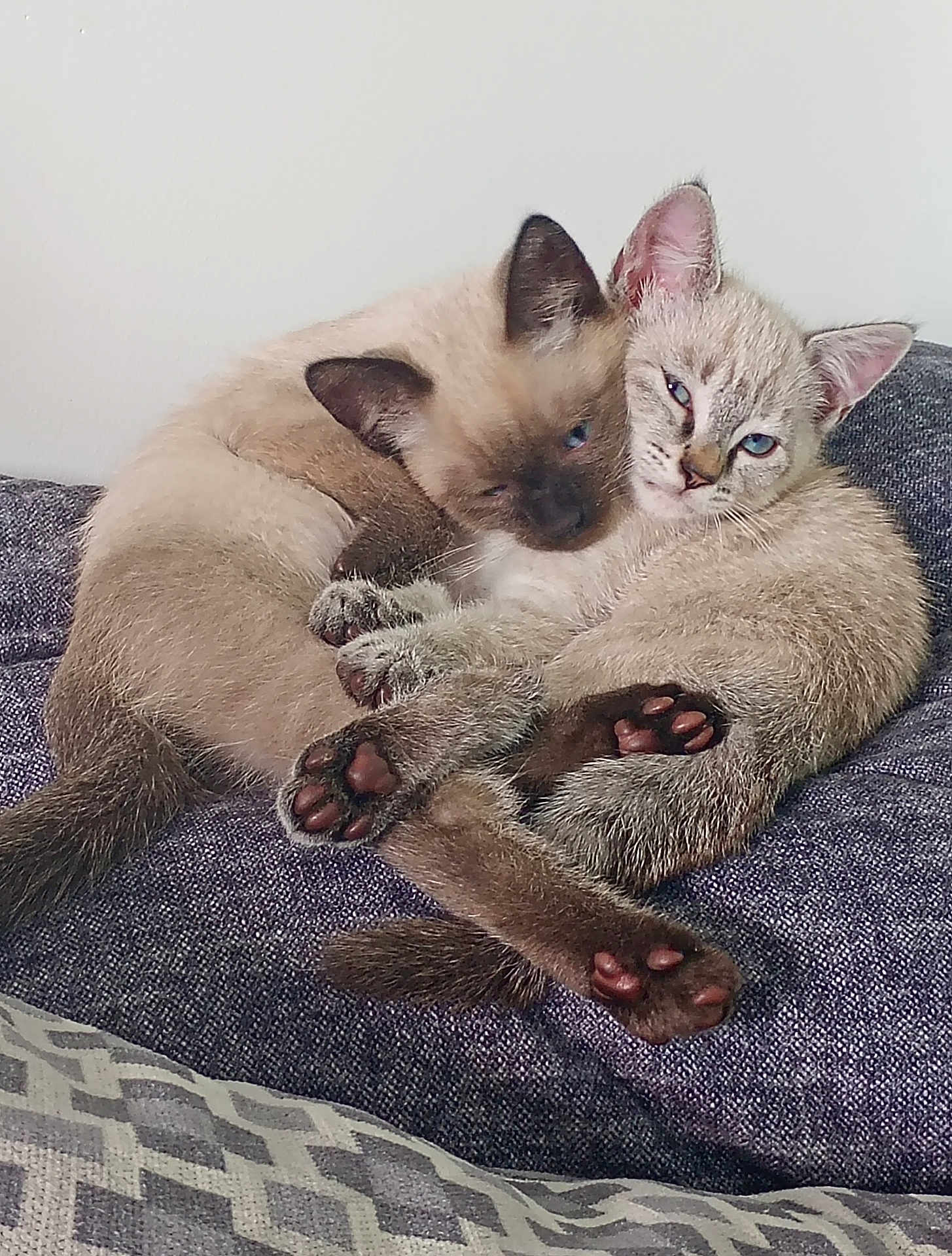 Zia Et Zion