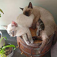 Zia Et Zion a rejoint le concours — aidez-le/la à gagner de superbes lots ! cat, sleeping, alert, wooden_barrel, indoor, plant, potted_plant, feline, fur, paw, tail, resting, cozy, domestic_animal, cute, animal_pair, floor_tile, natural_light, home, relaxed