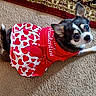 adorable, animal, carpet, chihuahua, companion, costume, cute, dog, domestic_animal, dress, furry, heart_pattern, indoor, looking_up, lying_down, pet, red, rug, small_dog, white
