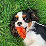 dog, grass, toy, playful, pet, tricolor, cute, animal, outdoor, lying_down, happy, ears, fur, mouth, nose, whiskers, nature, summer, closeup, expression