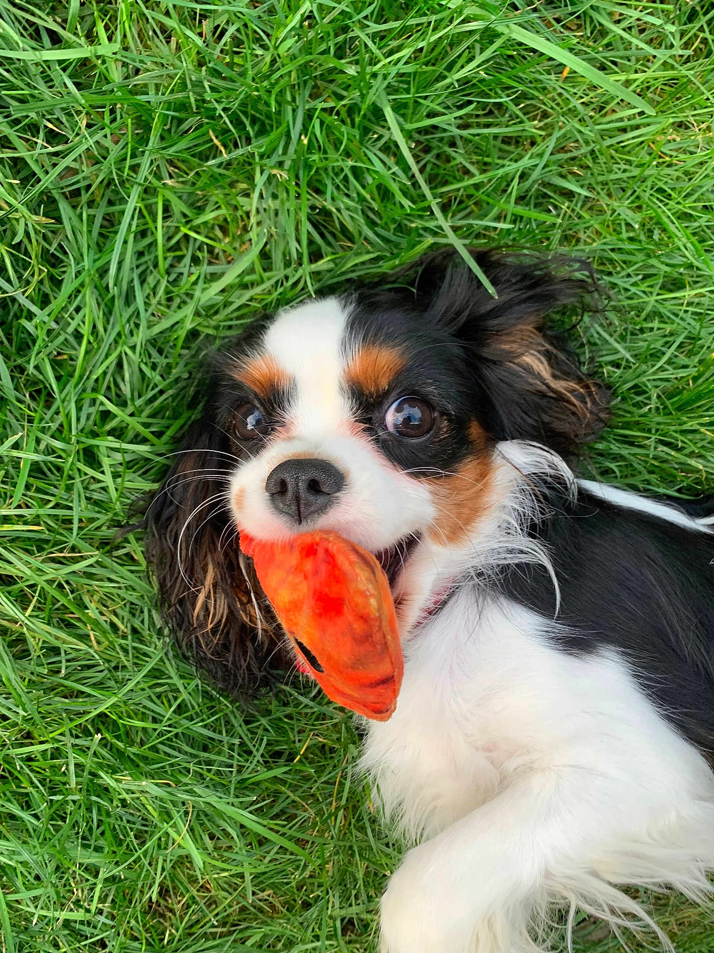 Olivia is registered to the contest to win money with this photo: dog, grass, toy, playful, pet, tricolor, cute, animal, outdoor, lying_down, happy, ears, fur, mouth, nose, whiskers, nature, summer, closeup, expression