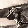 Arkan participe au concours pour gagner de l'argent avec cette photo : alert, animal, black_and_white, bokeh, calm, canine, dog, harness, landscape, looking_away, mountains, nature, outdoor, pet, photography, portrait, profile, scenic, sepia, short_hair