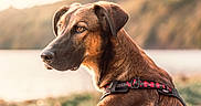Arkan participe au concours pour gagner de l'argent avec cette photo : alert, animal, autumn, brown_dog, canine, dog, harness, lake, landscape, leaves, mountains, nature, outdoors, pet, portrait, scenic, short_hair, side_profile, sitting, sunlight