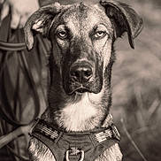Arkan participe au concours pour gagner de l'argent avec cette photo : black_and_white, blurred_background, canine, close_up, dog, floppy_ears, handler, harness, leash, nature, outdoor, person, pet, portrait, sepia, serious, short_hair, sitting, staring, white_chest
