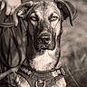 black_and_white, blurred_background, canine, close_up, dog, floppy_ears, handler, harness, leash, nature, outdoor, person, pet, portrait, sepia, serious, short_hair, sitting, staring, white_chest