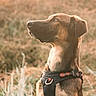 Arkan a rejoint le concours — aidez-le/la à gagner de superbes lots ! animal, backlit, brown_fur, canine, closeup, dog, field, floppy_ears, golden_hour, grass, harness, nature, outdoors, pet, portrait, profile, rural, short_hair, sitting, sunlight