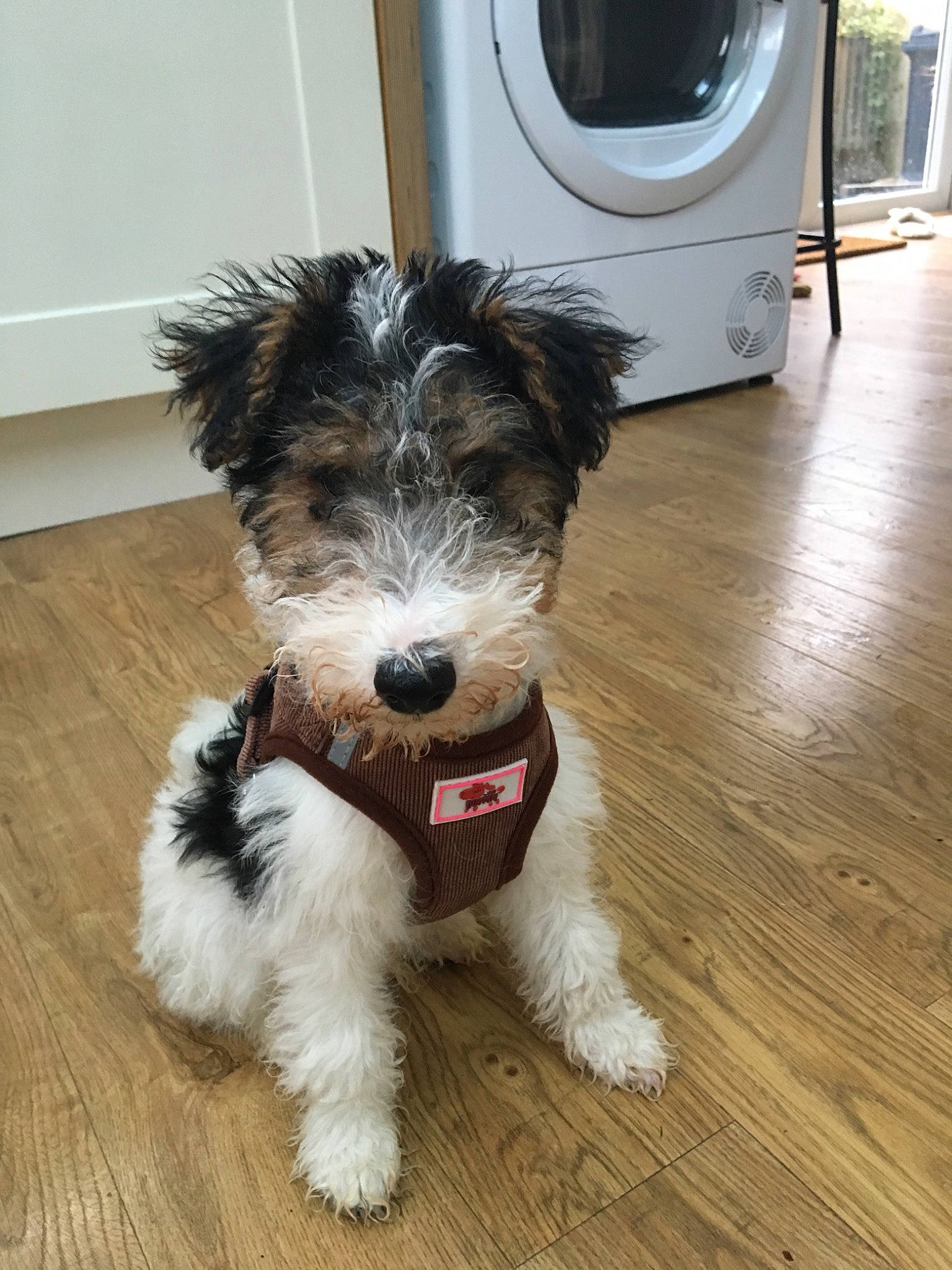 Trevor is registered to the contest to win money with this photo: biewer_terrier, canidae, carnivore, companion_dog, dog, dog_breed, kyi_leo, maltepoo, mammal, morkie, puppy, rare_breed_dog, schnoodle, snout, sporting_group, sporting_lucas_terrier, terrier, tibetan_terrier, toy_dog, vertebrate