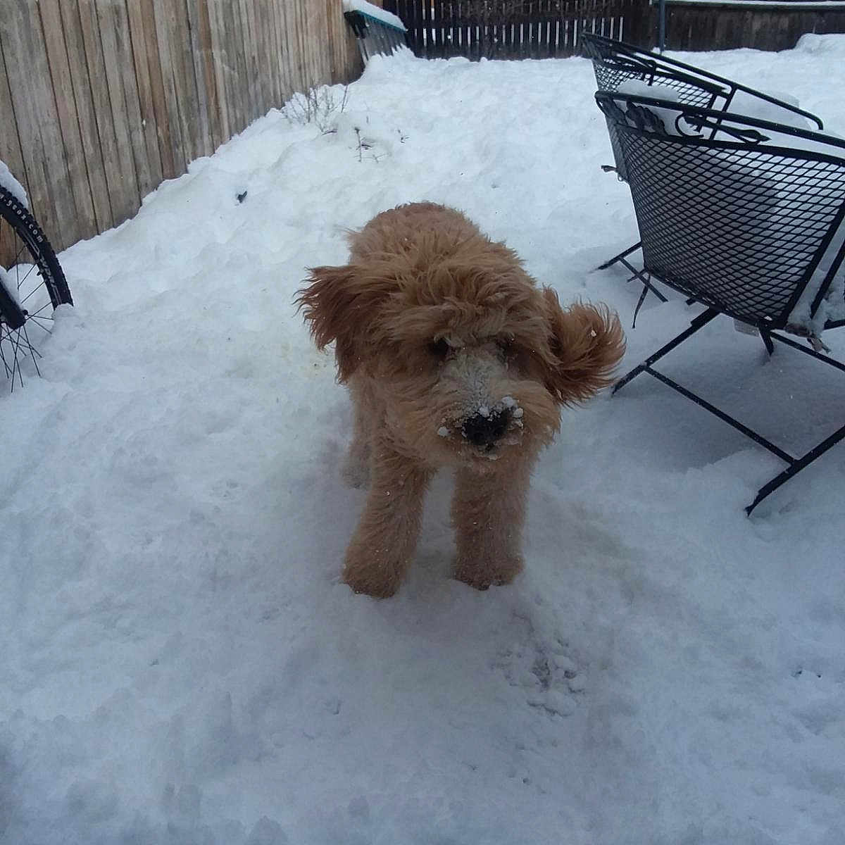 Charle joined the competition — help win amazing prizes! barbet, canidae, carnivore, cavapoo, cockapoo, companion_dog, dog, dog_breed, goldendoodle, havanese, maltepoo, miniature_poodle, poodle, poodle_crossbreed, puppy, schnoodle, snow, sporting_group, toy_poodle, winter