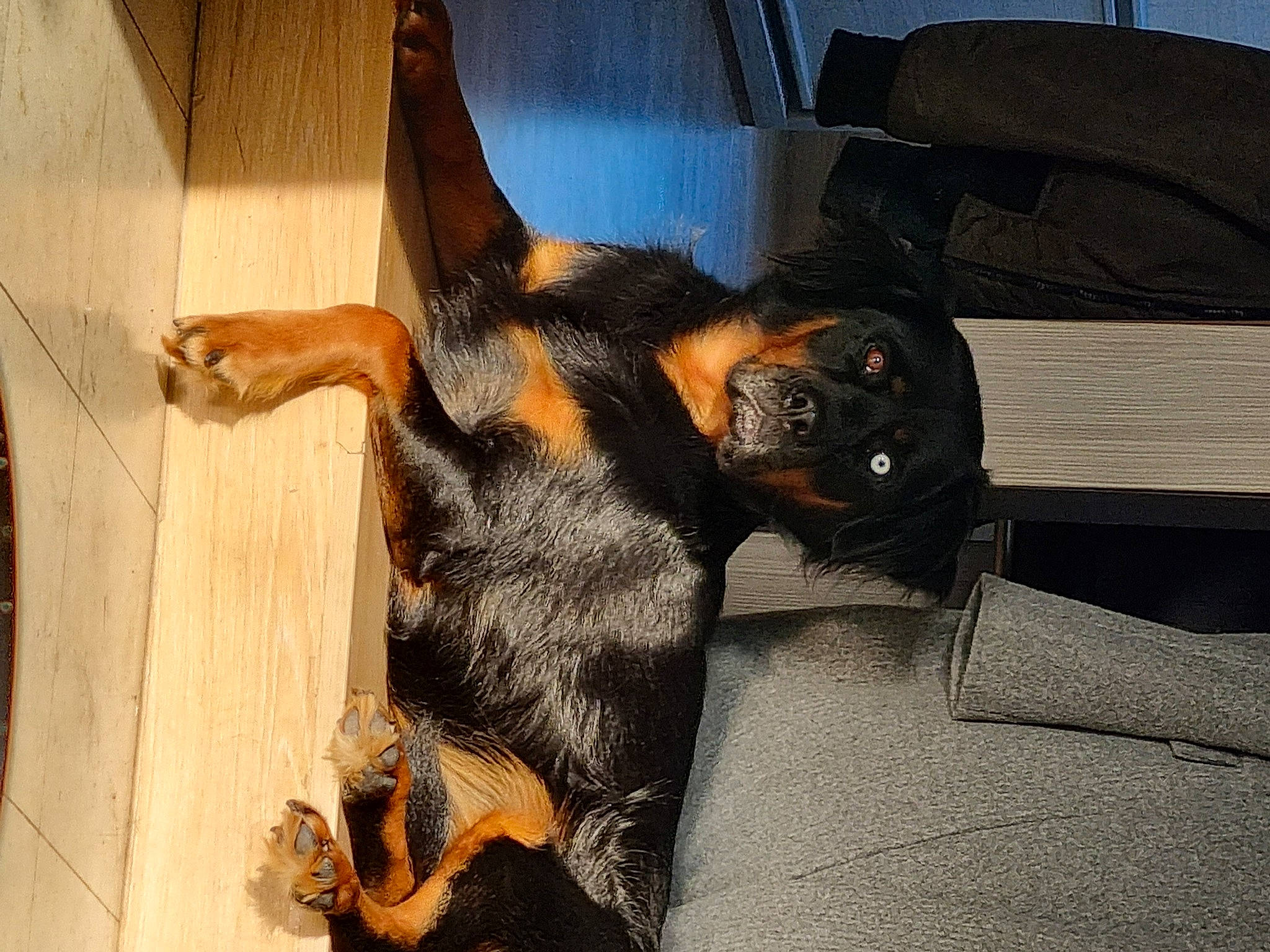 Daemon a rejoint le concours — aidez-le/la à gagner de superbes lots ! canidae, carnivore, claw, comfort, companion_dog, dobermann, dog, dog_breed, ear, fawn, fur, guard_dog, paw, pinscher, snout, sporting_group, tail, toy_dog, wood, working_animal