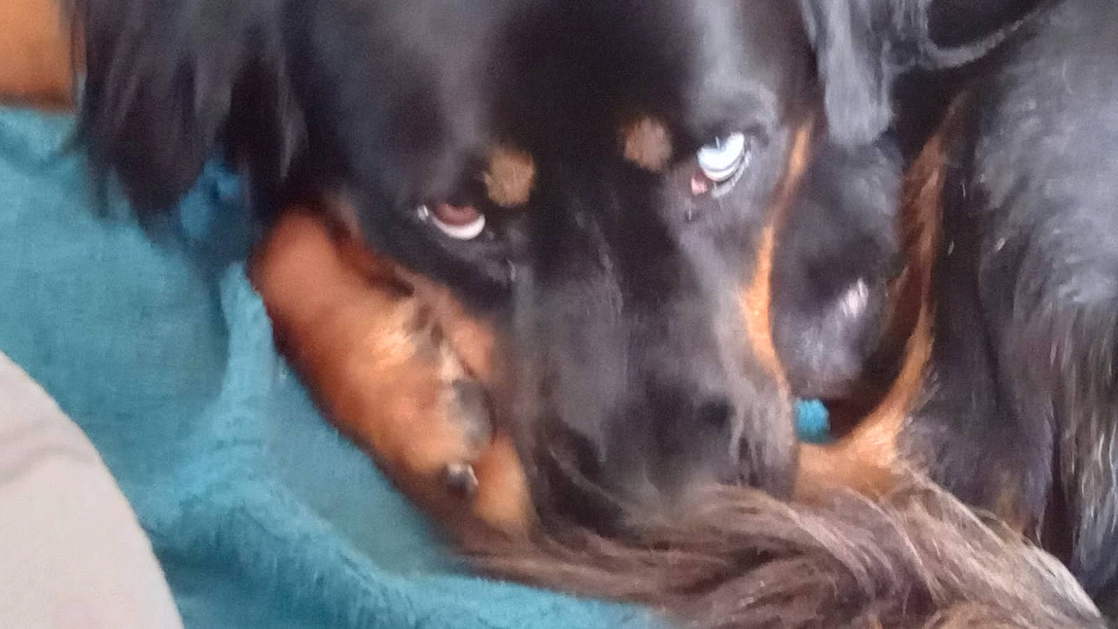 Daemon participe au concours pour gagner de l'argent avec cette photo : austrian_black_and_tan_hound, canidae, carnivore, comfort, companion_dog, dog, dog_breed, ear, fur, guard_dog, liver, sporting_group, terrestrial_animal, whiskers, working_animal, working_dog