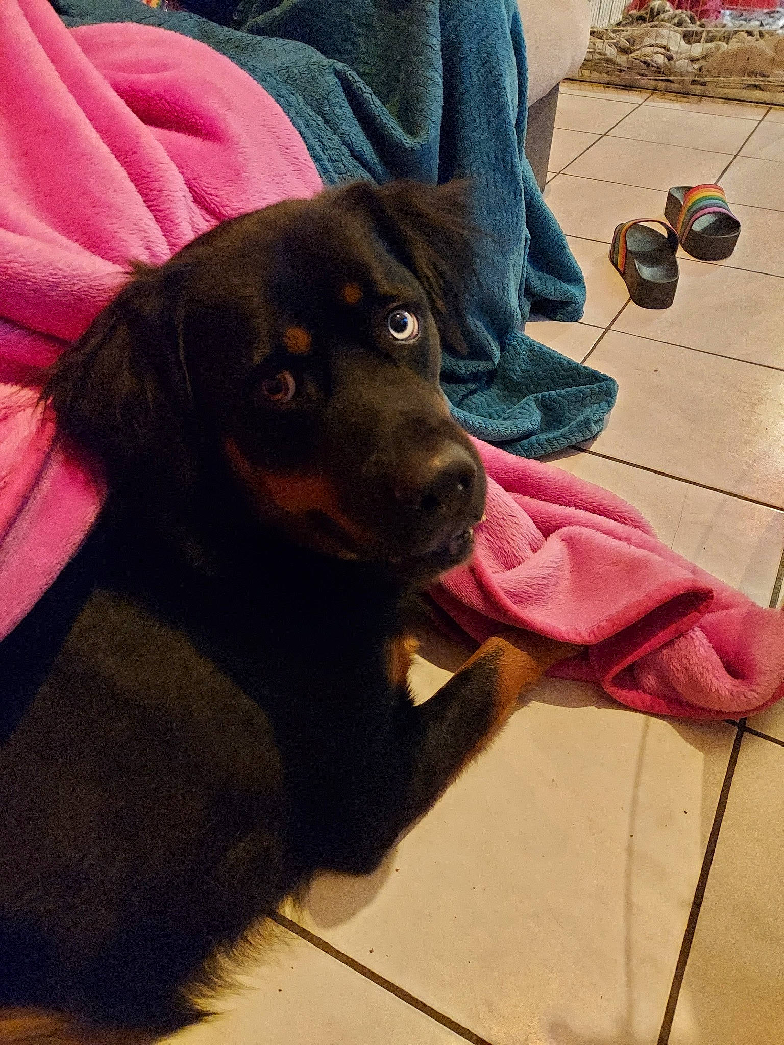 Daemon a rejoint le concours — aidez-le/la à gagner de superbes lots ! canidae, carnivore, companion_dog, denim, dog, dog_breed, flooring, foot, fur, guard_dog, human_leg, liver, magenta, sandal, sitting, snout, sporting_group, wood, working_animal, working_dog