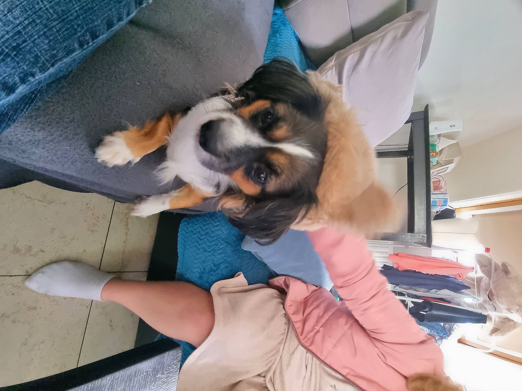 Pookie a rejoint le concours — aidez-le/la à gagner de superbes lots ! canidae, carnivore, comfort, companion_dog, dog, dog_breed, fawn, foot, fur, human_leg, knee, lap, nap, paw, sandal, shelf, sitting, sporting_group, thigh, toy_dog