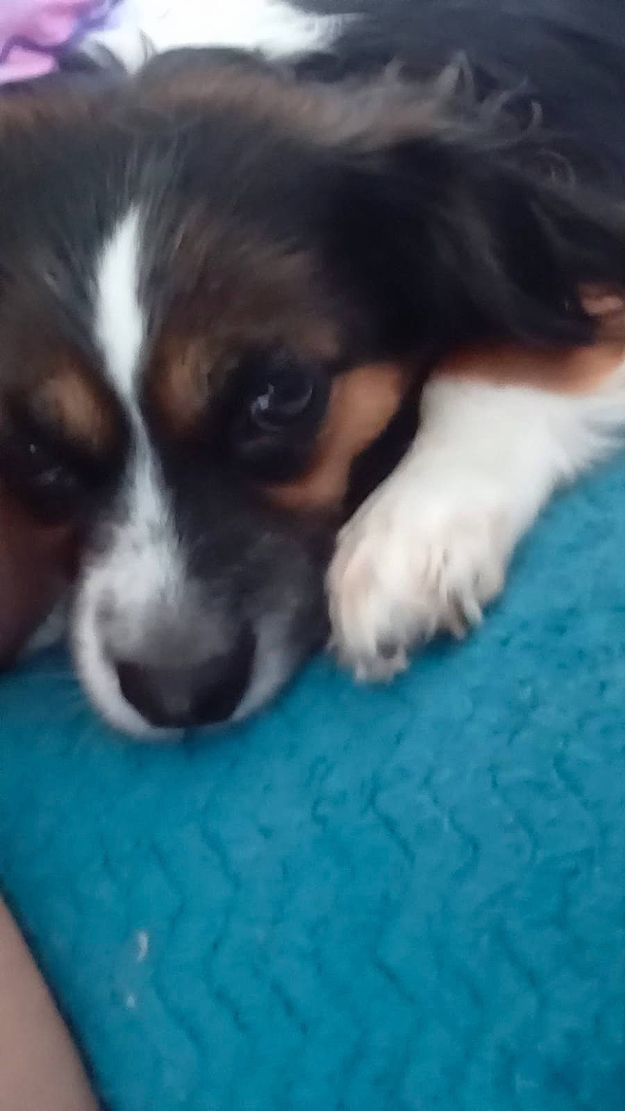 Pookie participe au concours pour gagner de l'argent avec cette photo : canidae, carnivore, companion_dog, dog, dog_breed, fur, paw, puppy, snout, sporting_group, toy_dog, whiskers, working_dog