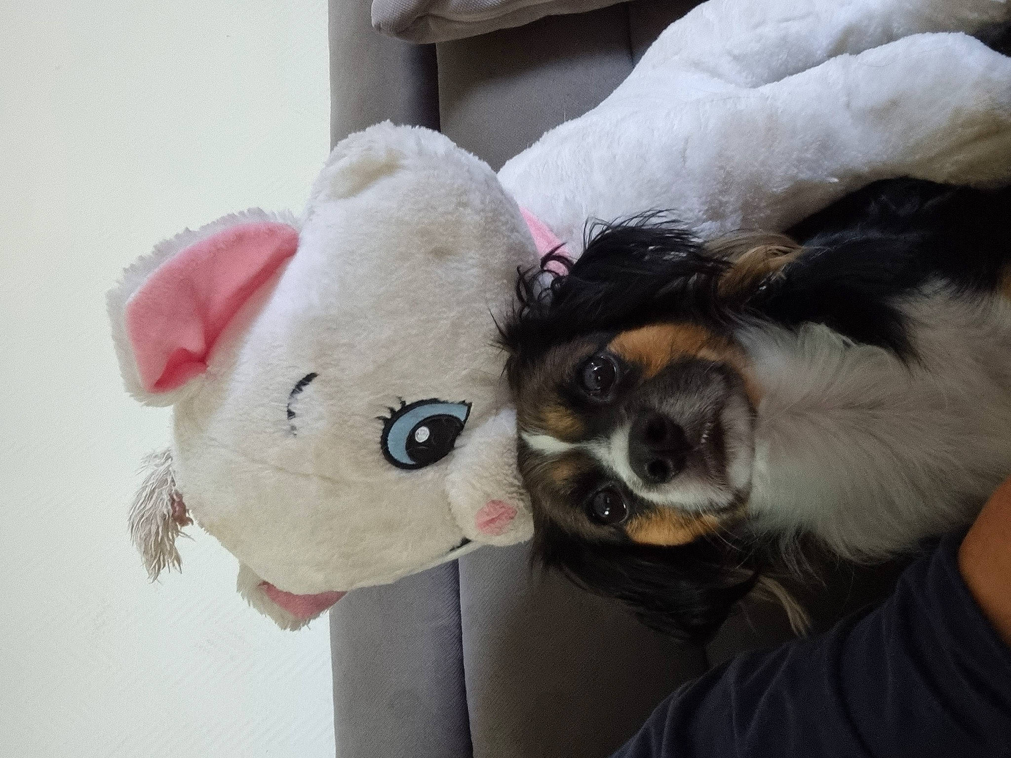 Pookie a rejoint le concours — aidez-le/la à gagner de superbes lots ! bear, canidae, carnivore, companion_dog, couch, dog_breed, eyewear, fawn, fur, goggles, plush, snout, sporting_group, stuffed_toy, sunglasses, teddy_bear, toy, whiskers, window, working_animal