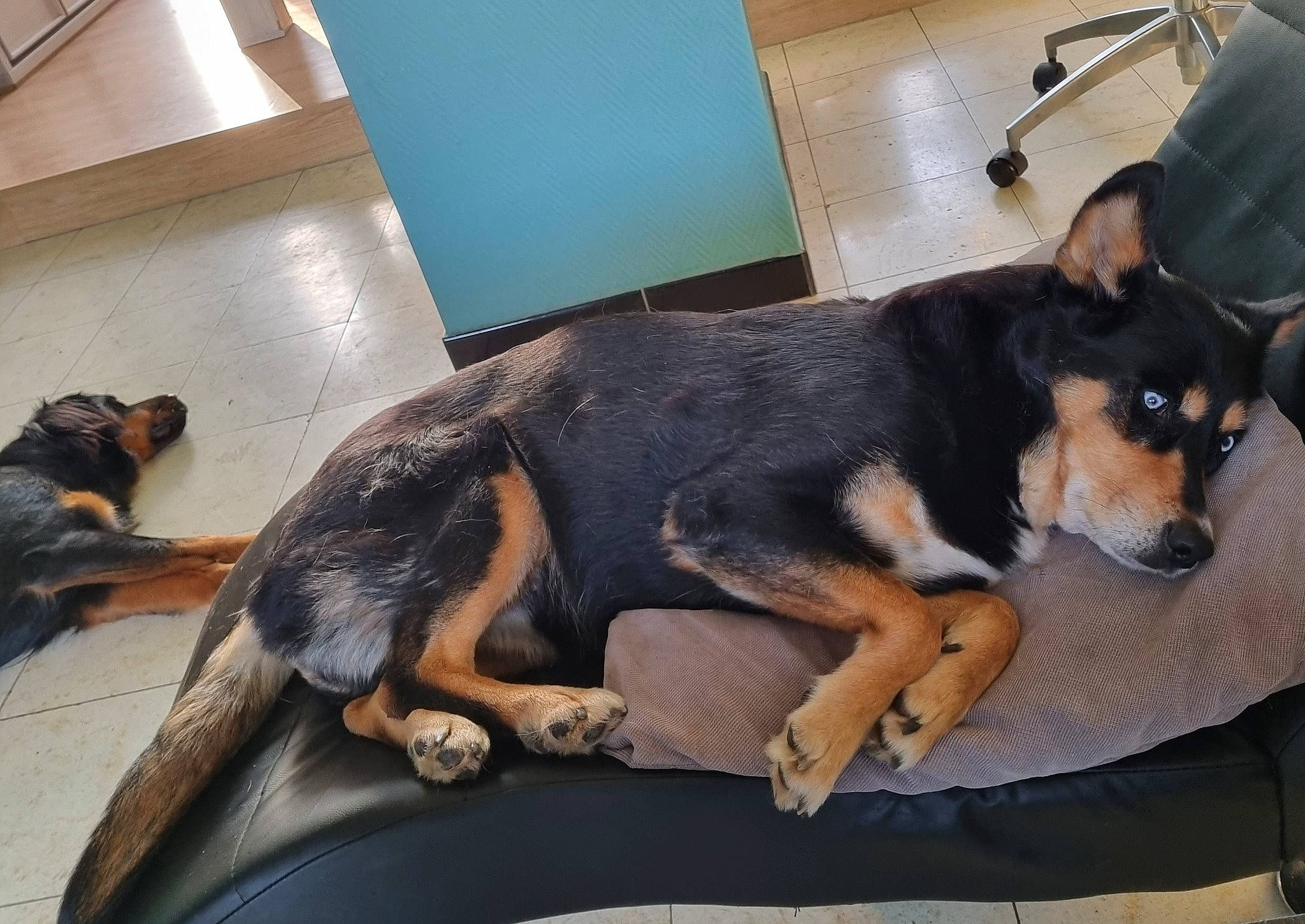 Athena participe au concours pour gagner de l'argent avec cette photo : carnivore, collar, comfort, companion_dog, dog, dog_breed, flooring, fur, guard_dog, paw, snout, sporting_group, tail, working_animal, working_dog