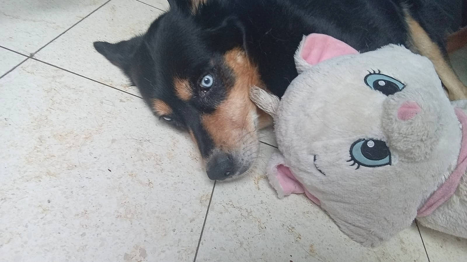 Athena participe au concours pour gagner de l'argent avec cette photo : canidae, carnivore, comfort, companion_dog, couch, dog, dog_breed, dog_supply, fawn, fur, paw, plush, snout, sporting_group, stuffed_toy, toy, toy_dog, whiskers, working_animal, working_dog