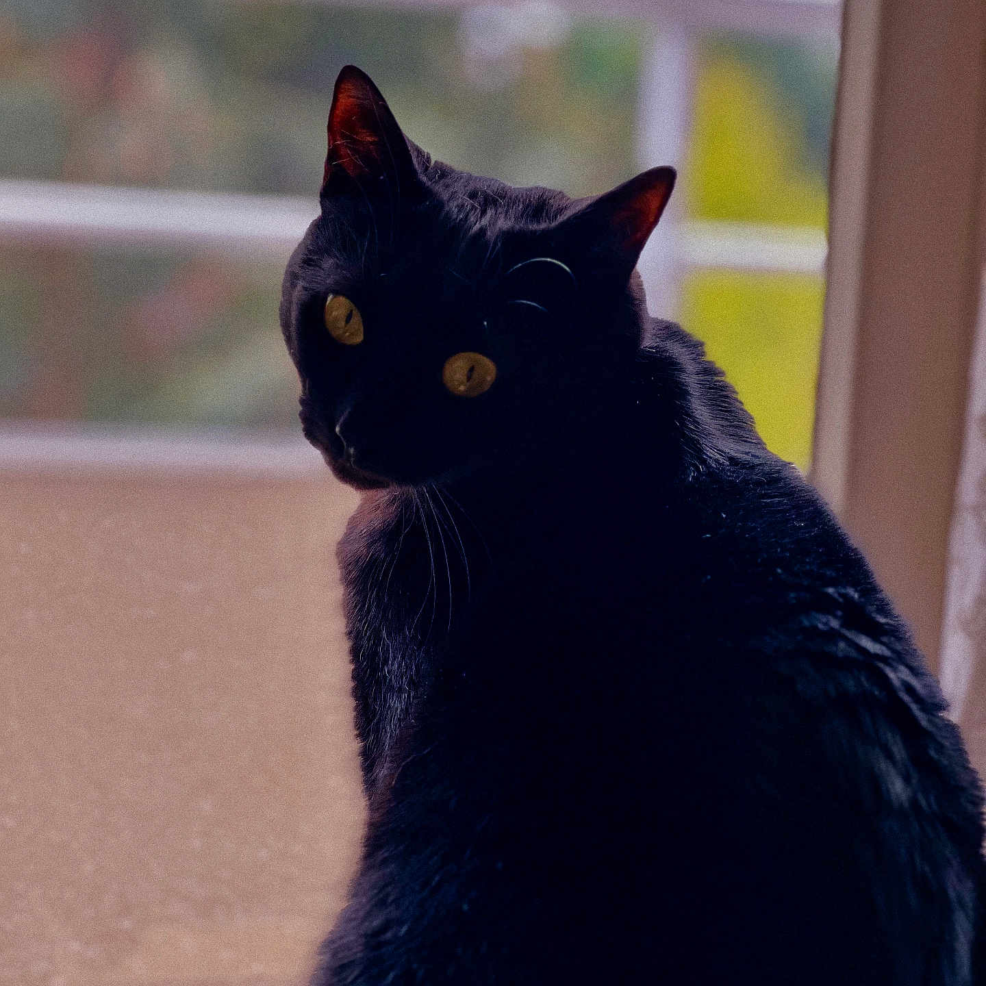 Wendy participe au concours pour gagner de l'argent avec cette photo : animal, blackcat, cat, manx, pet