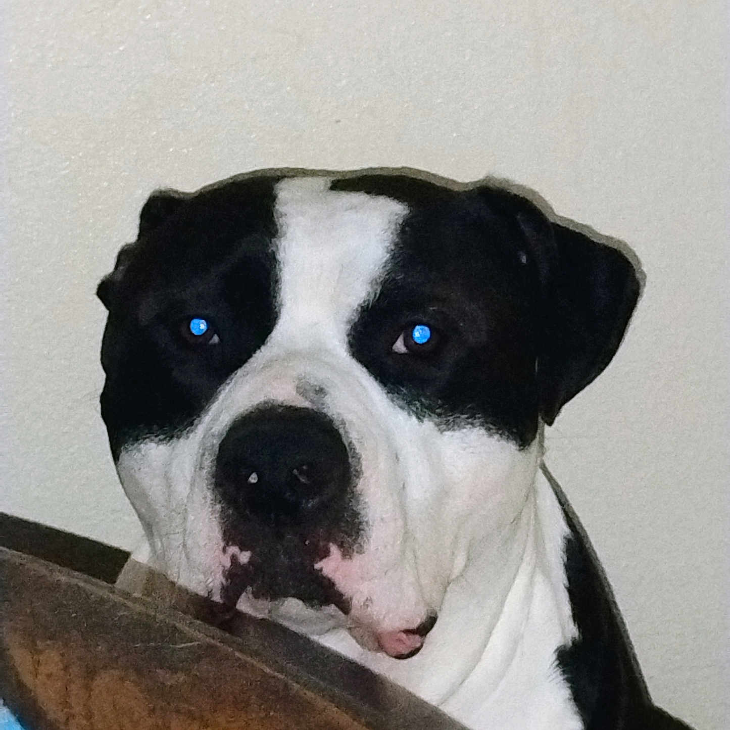 Zeus is registered to the contest to win money with this photo: dog, black_and_white, pet, indoor, close_up, animal, canine, face, ears, fur, looking, expression, table, wood, wall, companion, domestic, portrait, household, flash