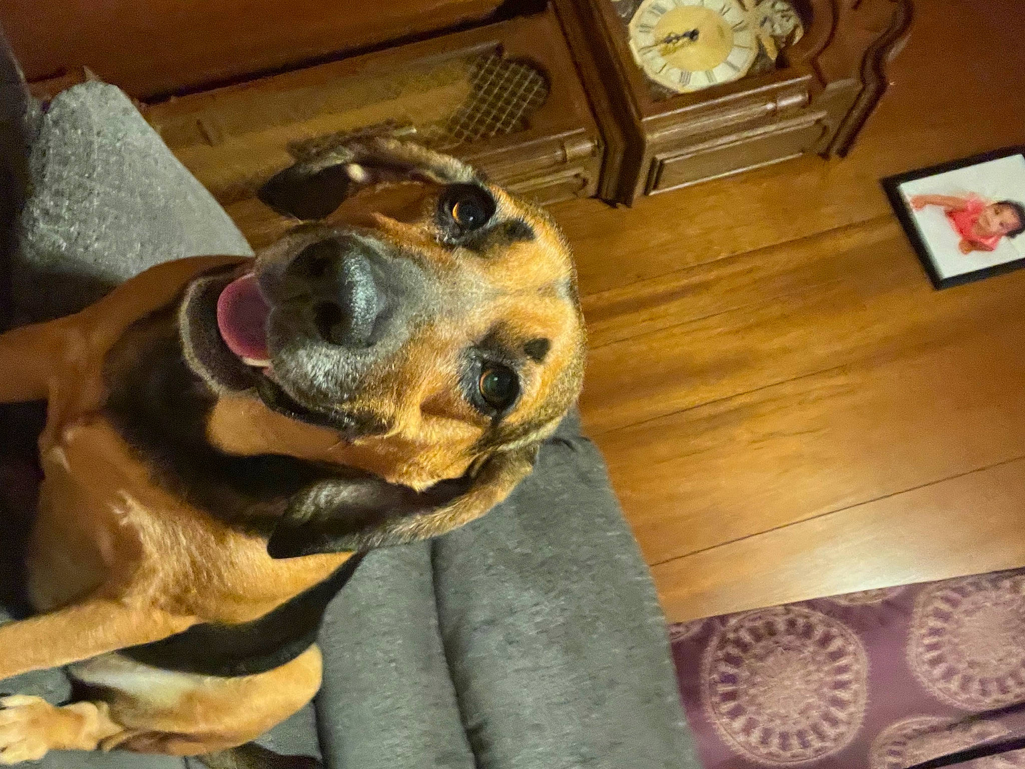 Princess joined the competition — help win amazing prizes! carnivore, clock, comfort, companion_dog, dog, dog_breed, flooring, fur, hardwood, hound, longcase_clock, pet_supply, picture_frame, quartz_clock, snout, sporting_group, whiskers, wood, working_animal, working_dog