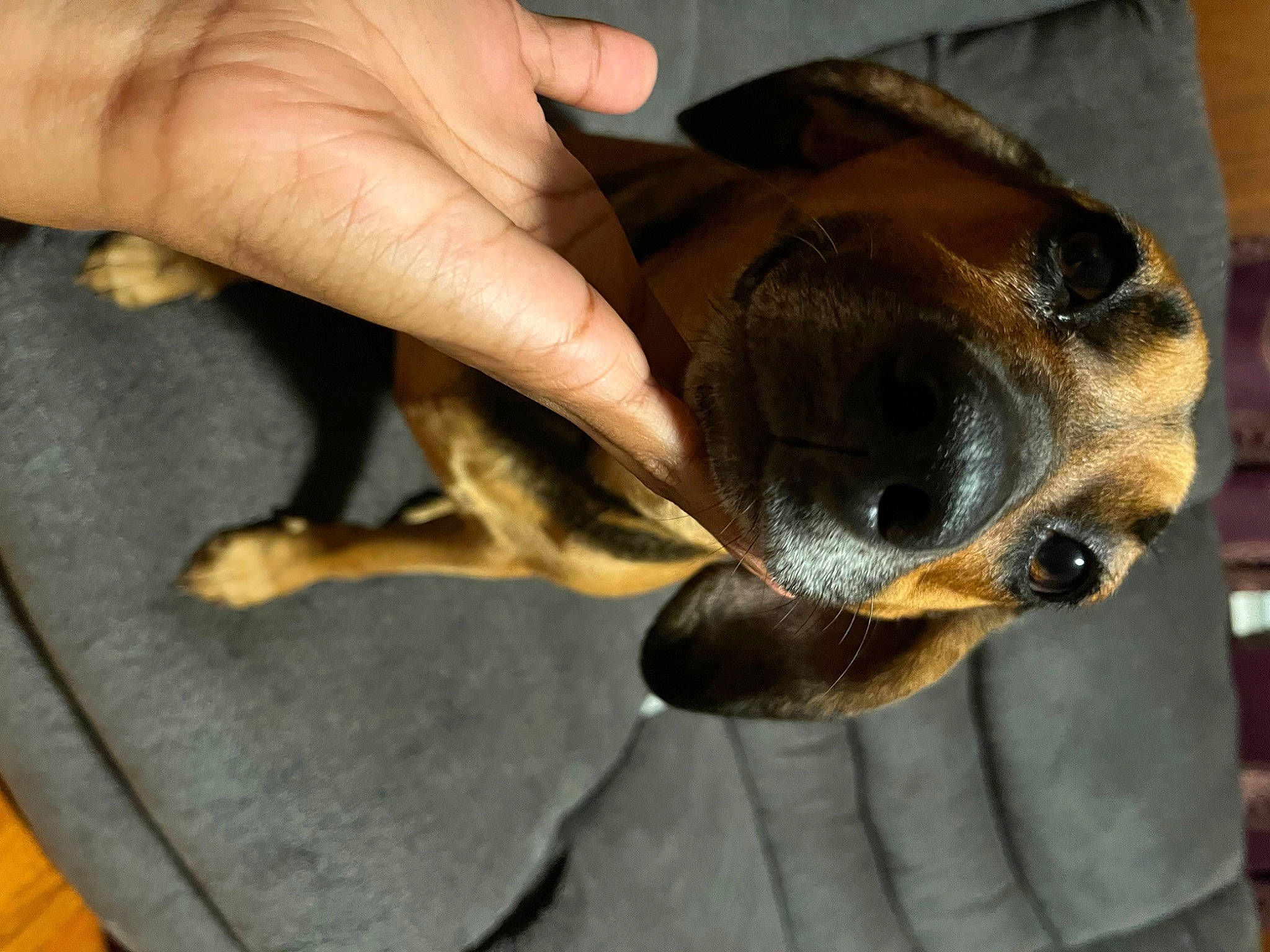 Princess is registered to the contest to win money with this photo: canidae, carnivore, claw, collar, companion_dog, dog, dog_breed, ear, fawn, finger, gesture, hand, jaw, nail, paw, snout, sporting_group, thumb, whiskers, working_animal