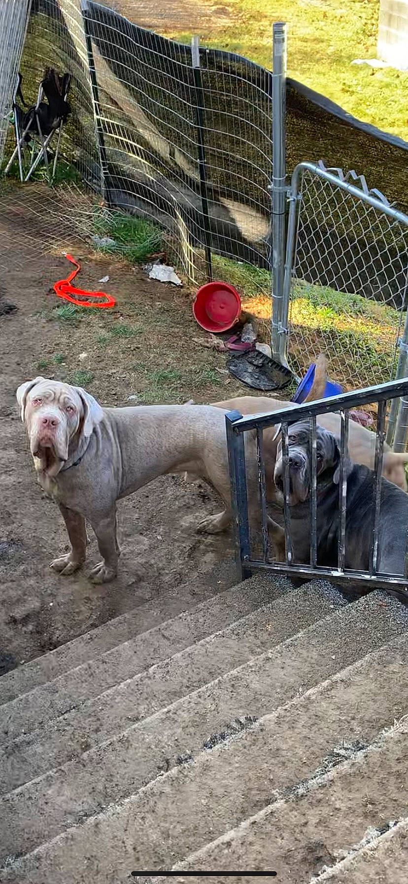 Cash joined the competition — help win amazing prizes! carnivore, chain_link_fencing, collar, companion_dog, dog, dog_breed, dog_collar, dog_supply, fence, grass, leash, mesh, pet_supply, plant, sidewalk, snout, soil, tail, wire_fencing, working_animal