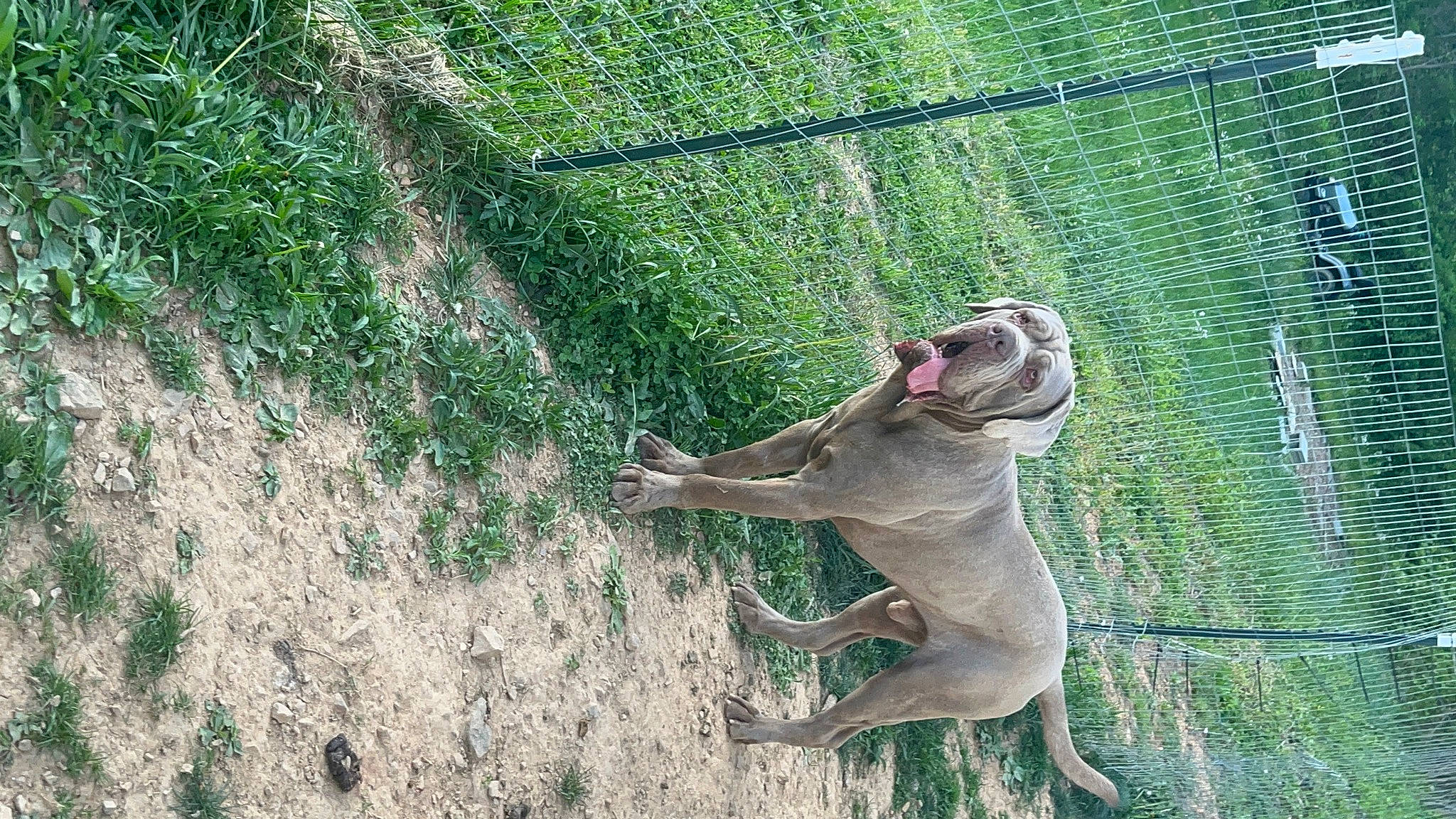 Cash is registered to the contest to win money with this photo: canidae, carnivore, dog_breed, fawn, fence, fish, grass, green, jaw, mesh, plant, recreation, reptile, snout, sporting_group, tail, terrestrial_animal, wildlife, wire_fencing, working_animal