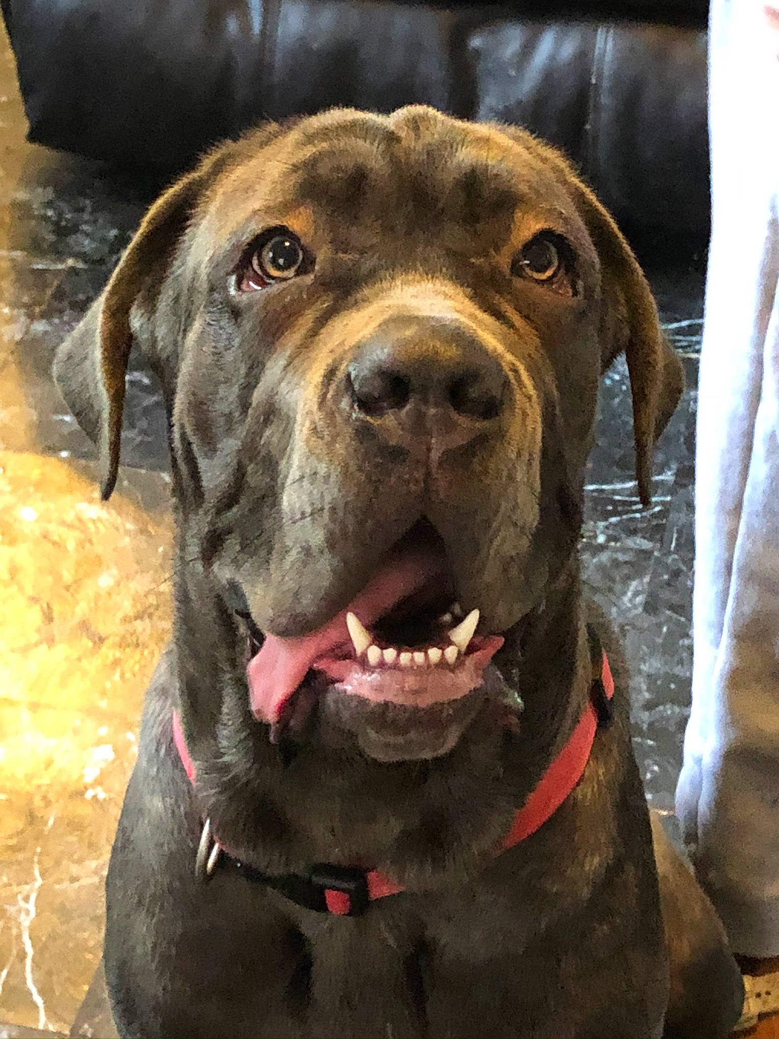 Sugar is registered to the contest to win money with this photo: canidae, carnivore, collar, companion_dog, dog, dog_breed, dog_collar, fawn, fur, guard_dog, gun_dog, hunting_dog, liver, pet_supply, snout, sporting_group, terrestrial_animal, whiskers, working_animal, working_dog