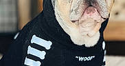 Enzo Lorenz joined the competition — help win amazing prizes! animal, background_blur, black_clothing, blue_eyes, bones_pattern, close_up, companion, cozy, cute, dog, expression, french_bulldog, fur, hoodie, indoor, pet, pet_clothing, portrait, sitting, soft_light