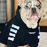 animal, background_blur, black_clothing, blue_eyes, bones_pattern, close_up, companion, cozy, cute, dog, expression, french_bulldog, fur, hoodie, indoor, pet, pet_clothing, portrait, sitting, soft_light