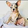 Enzo Lorenz is registered to the contest to win money with this photo: animal, blanket, blue_eyes, companion, cute, dog, domestic_animal, ears, fur, indoor, looking_at_camera, merle, pet, portrait, puppy, relaxed, sitting, soft_texture, white_couch, young