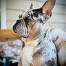 Enzo Lorenz joined the competition — help win amazing prizes! animal, blue_eye, blurred_background, calm, canine, close_up, companion, cute, dog, domestic_animal, ear, french_bulldog, fur, indoor, mammal, merle, pet, portrait, profile, sitting
