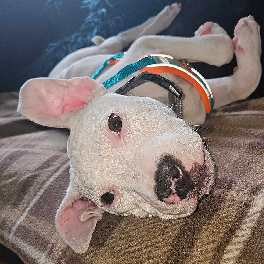 Ozzy is registered to the contest to win money with this photo: animal, blanket, closeup, collar, cozy, cute, dog, domestic_animal, ears, floor, fur, indoor, lying_down, pet, playful, puppy, resting, shoe, white_dog, young_dog