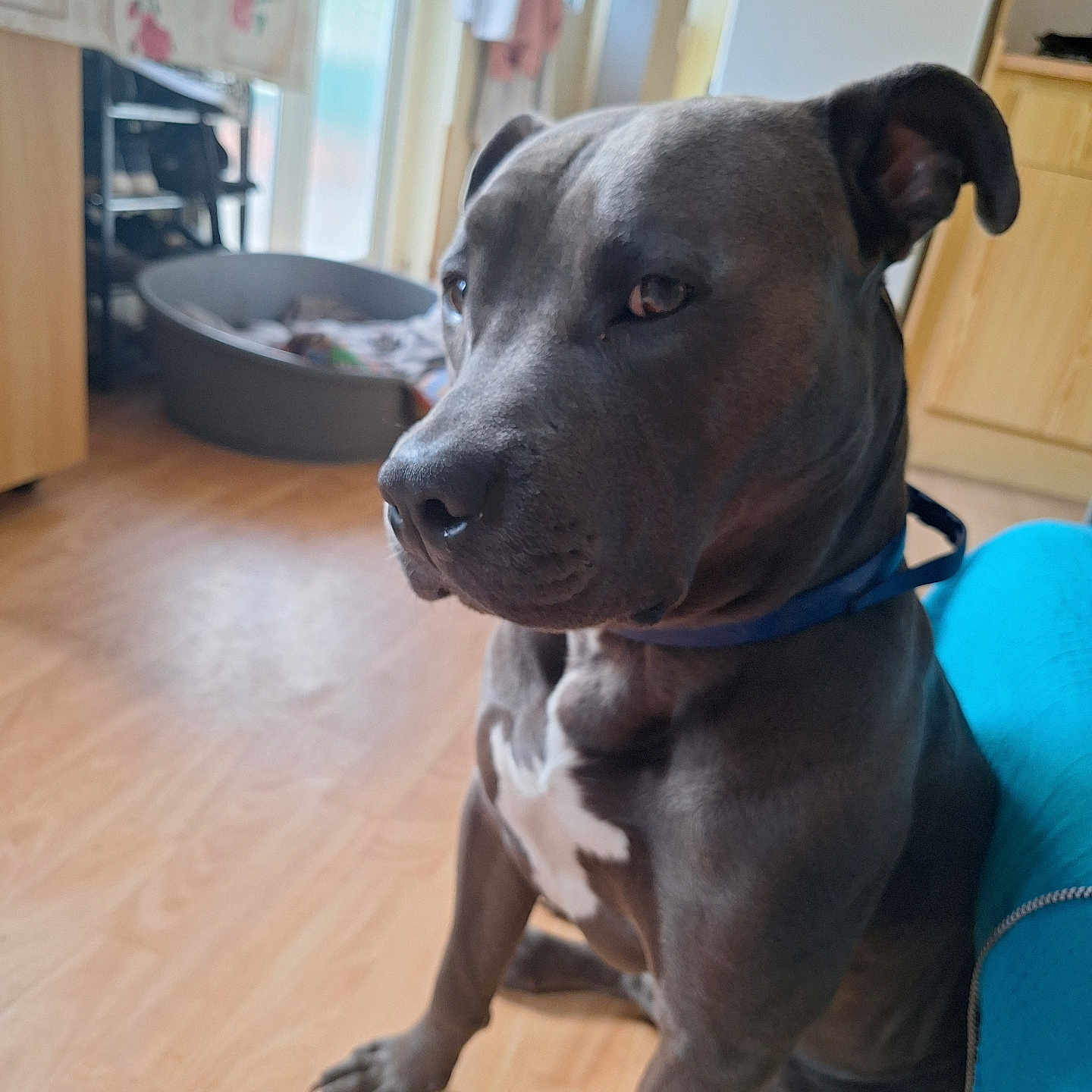 Blue participe au concours pour gagner de l'argent avec cette photo : dog, pit_bull, sitting, portrait, indoor, home, living_room, wood_floor, blue_chair, dog_bed, black_dog, short_hair, collar, white_chest, animal, pet, canine, alert, closeup, furniture