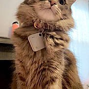 Mews is registered to the contest to win money with this photo: animal, cat, close_up, collar, curious, ears, eyes, feline, fluffy, fur, home, indoors, long_hair, nose, pet, portrait, sitting, tabby, tag, whiskers