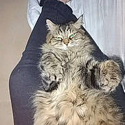 Kovou participe au concours pour gagner de l'argent avec cette photo : cat, fluffy, tabby, pet, indoor, legs, relaxed, feline, fur, cute, animal, laying, cozy, resting, paws, domestic, home, comfort, person, black_socks