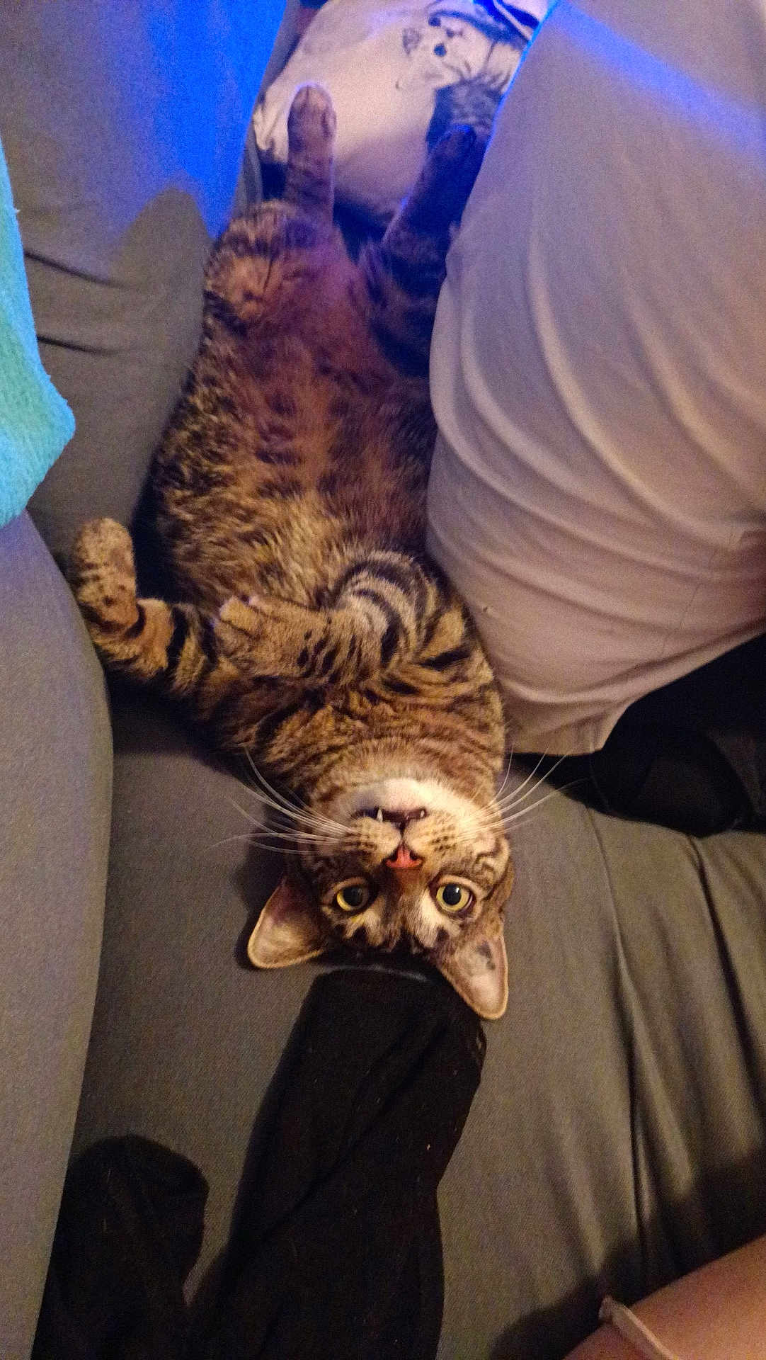 Simba participe au concours pour gagner de l'argent avec cette photo : cat, tabby_cat, lying_down, couch, pillow, indoor, pet, whiskers, fur, relaxed, cute, animal, mammal, looking_up, paw, striped, domestic_cat, cozy, resting, home