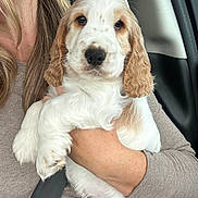 Albert is registered to the contest to win money with this photo: adorable, animal, car, closeup, companion, curly_fur, cute, dog, hand, interior, mammal, person, pet, portrait, puppy, seatbelt, sweater, tan, white, young