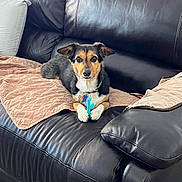 Nico is registered to the contest to win money with this photo: animal, black, blanket, brown, collar, comfort, cute, dog, ears, face, fur, home, indoor, leather_couch, paw, pet, relaxed, small_dog, toy, white