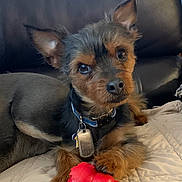 Nero joined the competition — help win amazing prizes! dog, pet, toy, red, quilt, leather_couch, brown, black, fur, collar, indoor, cute, animal, small_dog, paw, relaxed, looking_at_camera, playful, companion, domestic