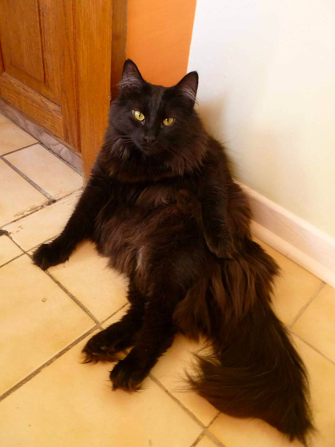 Ildrya participe au concours pour gagner de l'argent avec cette photo : black_cat, bombay, carnivore, cat, claw, felidae, flooring, foot, fur, hardwood, paw, small_to_medium_sized_cats, snout, tail, terrestrial_animal, varnish, whiskers, wood, wood_stain