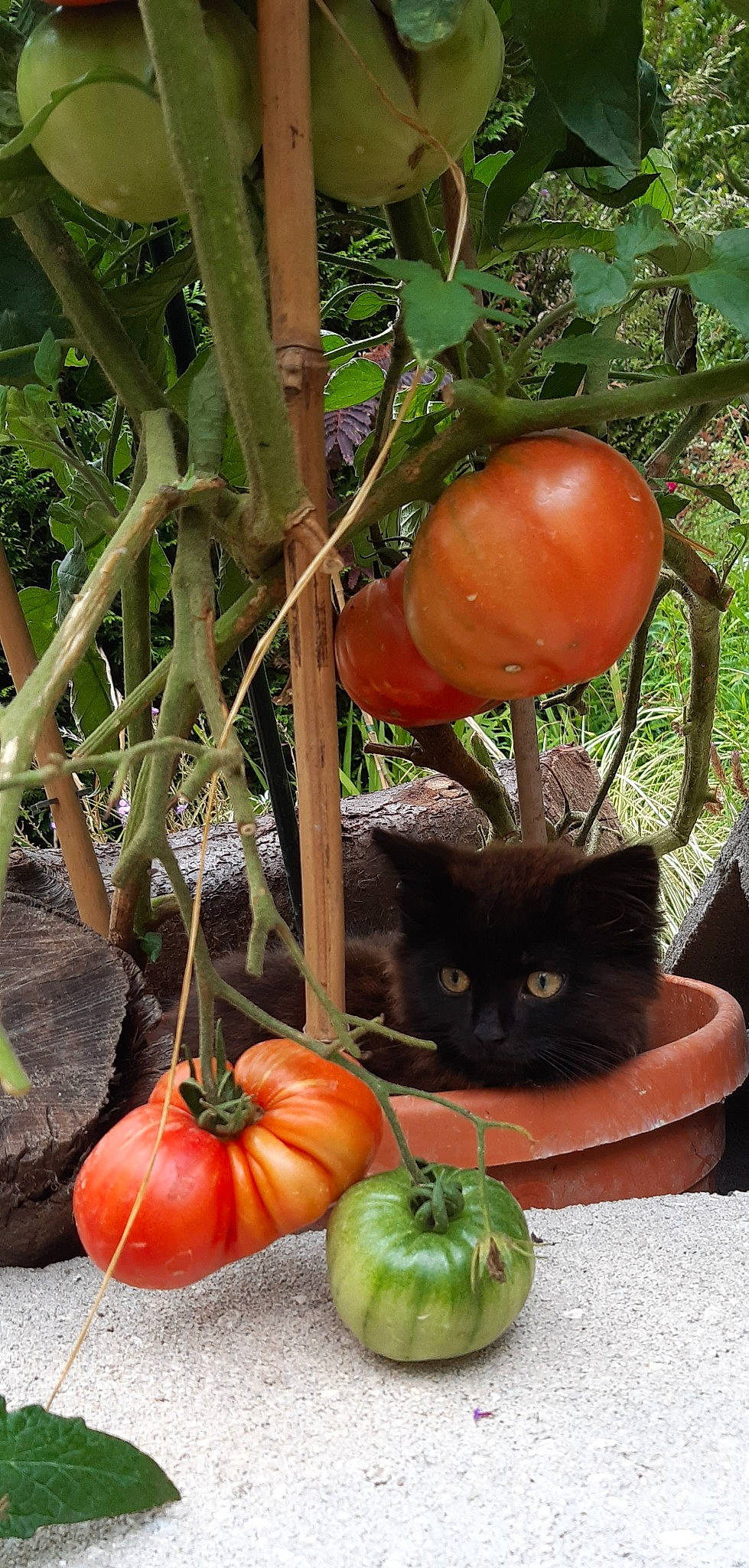 Jürgen a rejoint le concours — aidez-le/la à gagner de superbes lots ! calabaza, cat, cucurbita, flowerpot, food, fruit, gourd, leaf, local_food, natural_foods, plant, produce, pumpkin, squash, staple_food, superfood, terrestrial_plant, vegetable, whole_food, winter_squash