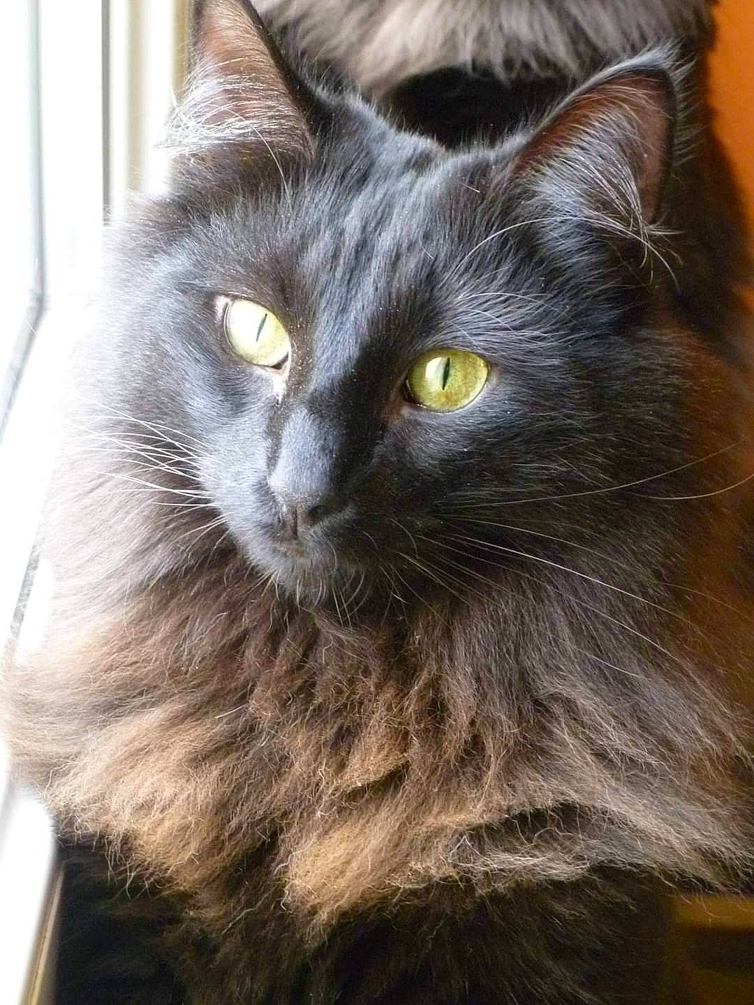 Illiana participe au concours pour gagner de l'argent avec cette photo : black_cat, british_longhair, carnivore, cat, claw, domestic_short_haired_cat, eye, felidae, fur, grey, iris, small_to_medium_sized_cats, snout, tail, terrestrial_animal, whiskers, window