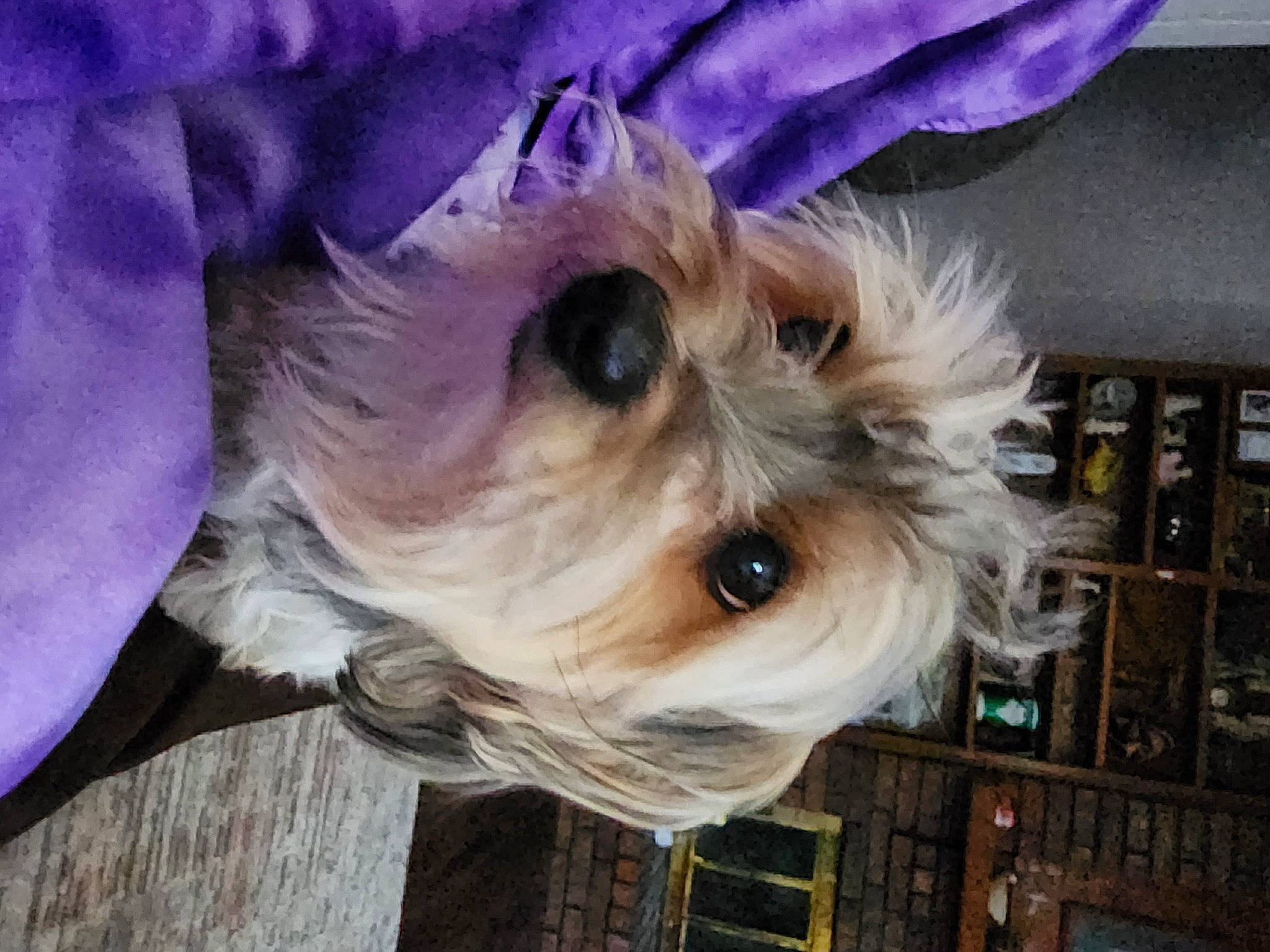 Hercules is registered to the contest to win money with this photo: canidae, carnivore, collar, companion_dog, dog, dog_breed, dog_clothes, dog_collar, dog_supply, ear, fashion_accessory, fawn, fur, pet_supply, pink, small_terrier, snout, terrier, toy_dog, working_animal