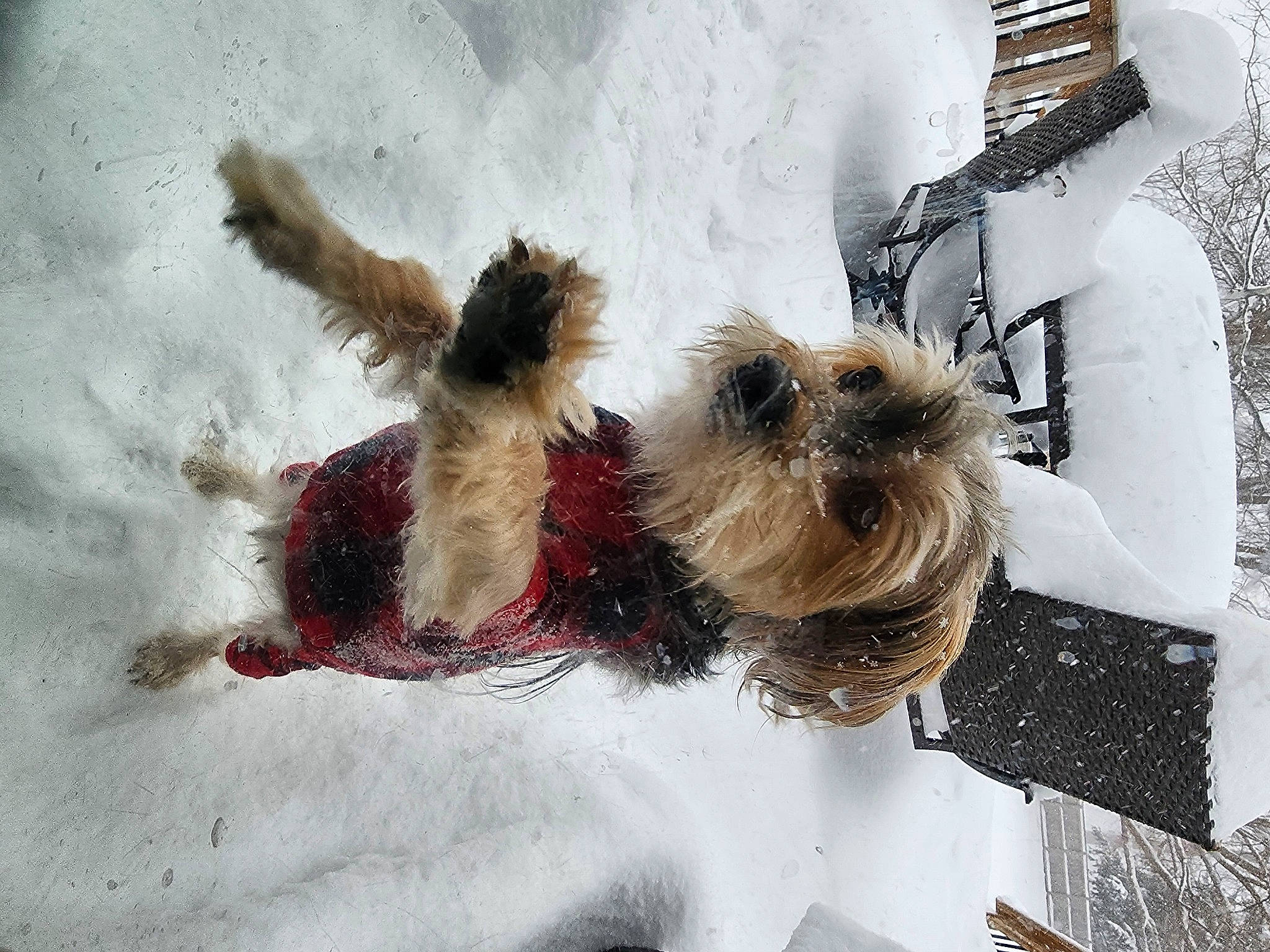 Hercules is registered to the contest to win money with this photo: art, canidae, collar, companion_dog, dog, dog_breed, dog_collar, event, fawn, freezing, fur, paw, precipitation, small_terrier, snout, snow, sporting_group, tail, terrier, winter