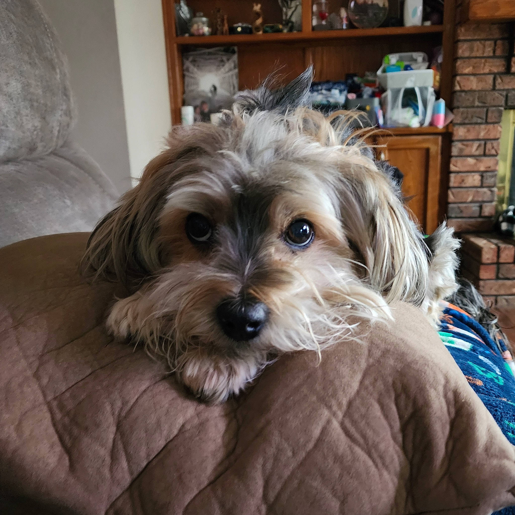 Hercules joined the competition — help win amazing prizes! biewer_terrier, cabinetry, canidae, carnivore, comfort, companion_dog, dog, dog_breed, dog_supply, fawn, fur, liver, maltepoo, picture_frame, small_terrier, snout, sporting_group, terrier, toy_dog, working_animal