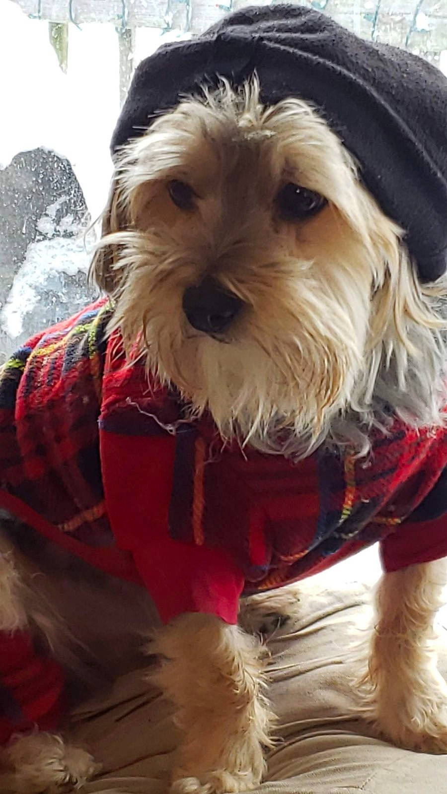 Hercules is registered to the contest to win money with this photo: canidae, carnivore, christmas, collar, companion_dog, dog, dog_breed, dog_clothes, dog_collar, dog_supply, fawn, fur, holiday, pet_supply, small_terrier, snout, sporting_group, terrier, toy_dog, working_animal