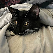Moostache is registered to the contest to win money with this photo: animal, bedding, bedroom, black_cat, blanket, cat, close_up, cozy, cute, feline, fluffy, indoors, lying_down, pet, portrait, resting, tuxedo_cat, whiskers, white_paws, yellow_eyes
