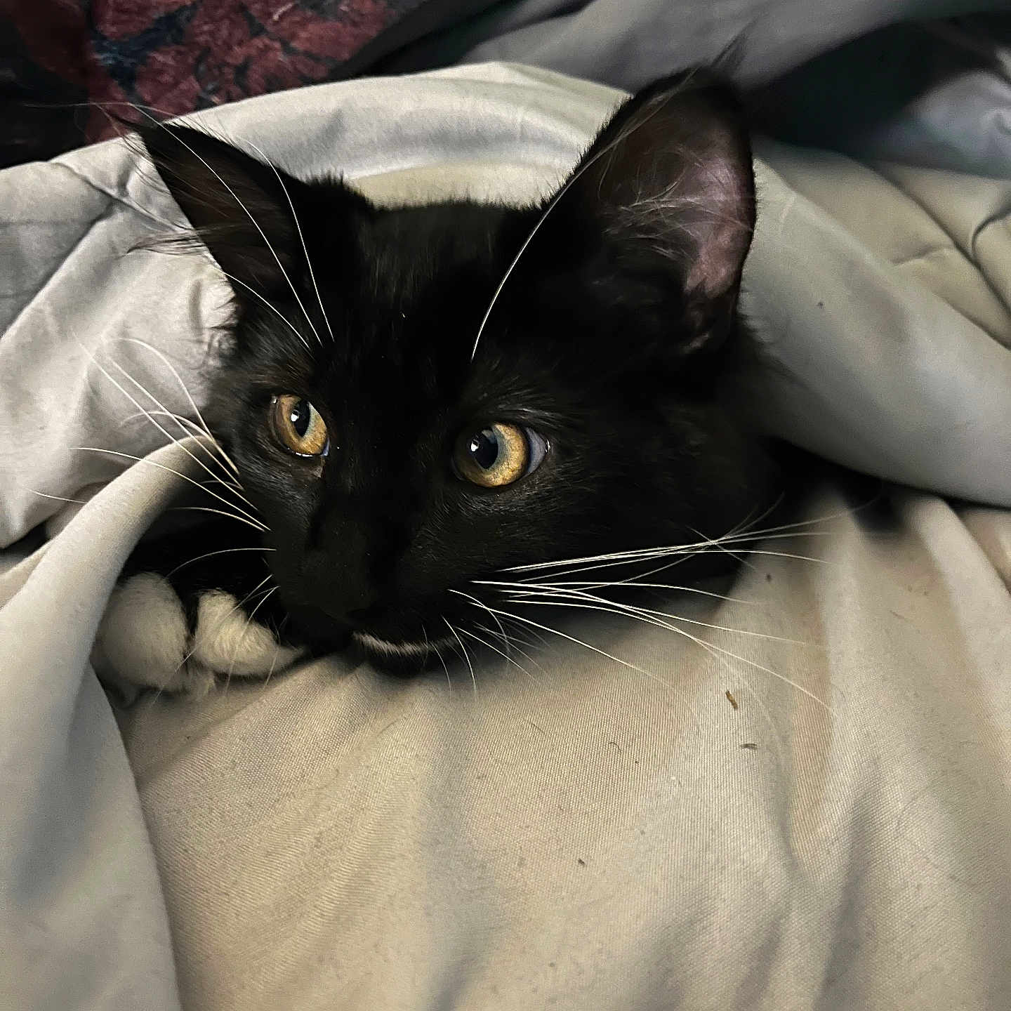 Moostache