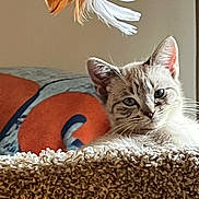 Charlie is registered to the contest to win money with this photo: cat, feather, toy, indoor, curious, texture, fur, animal, pet, closeup, face, whiskers, ears, relaxed, background, home, playful, orange, blue, cozy