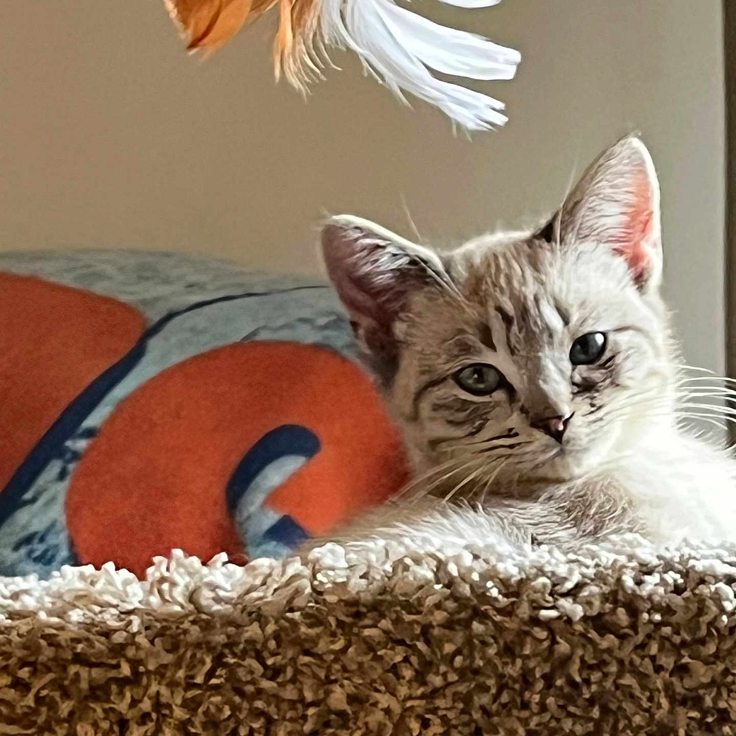 Charlie is registered to the contest to win money with this photo: animal, background, blue, cat, closeup, cozy, curious, ears, face, feather, fur, home, indoor, orange, pet, playful, relaxed, texture, toy, whiskers